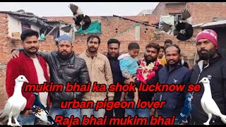 mukim bhai ka shok lucknow se urban pigeon lover raja bhai