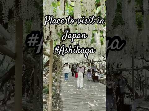 Ashikaga flower park                              #japan#Ashikaha #flowers