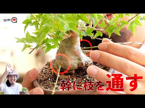 [Grafting] I want to make a branch in a good place of a fattened maple [Bonsai Q]