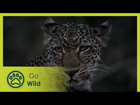 One Day In Wild Zambia | Go Wild