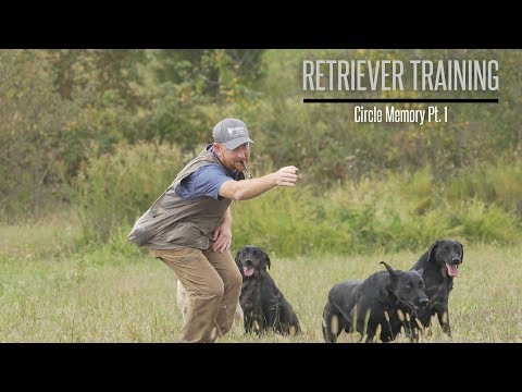 Circle Memory Part 1- Labrador Retriever Training