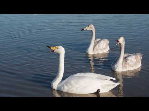 20191225　夕日を浴びた白鳥　八尾町