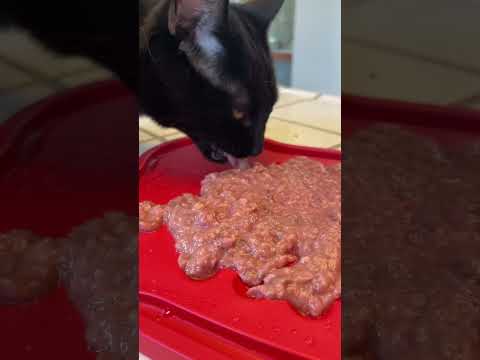 Should You Only Feed One Food? | Two Crazy Cat Ladies