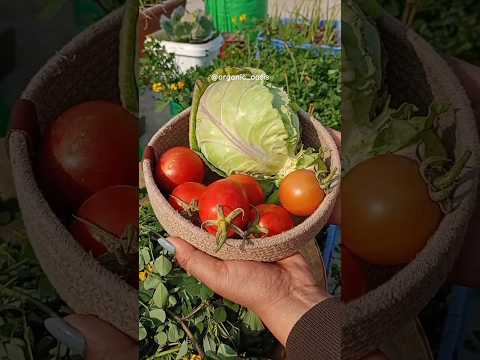 Today's fresh organic harvest from my terrace garden