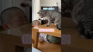 一個下の人間の弟を指導する猫さん｜PECO #サバトラ #猫 #愛猫家 #猫のいる暮らし #猫動画 #silvertabby #cat #catlover #catlife #catvideos