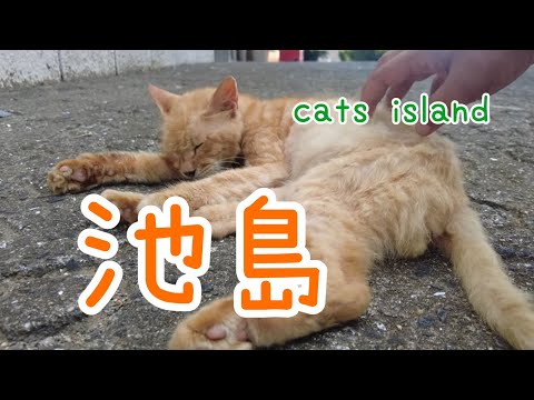 お昼寝中すみません　Sorry I'm taking a nap【池島】【夏休み2024】【猫島巡り】