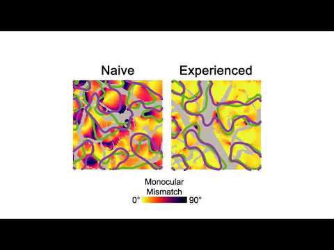 Early visual experience drives precise alignment of cortical networks critical for binocular vision