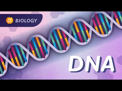 DNA Structure & Replication: Our Instruction Manual for Existing: Crash Course Biology #33