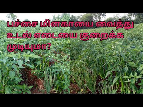 உடல் எடையை குறைக்க உதவும் பச்சை மிளகாயின் நன்மைகள்