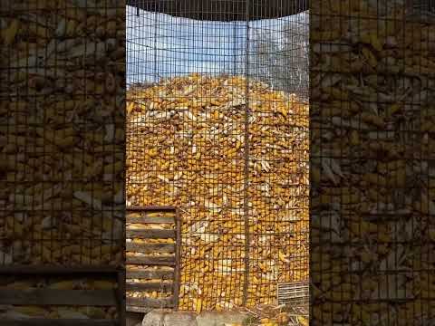 Filling a Ear Corn Crib in under 30 seconds! #farming #corn