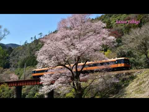 大井川鐵道 SLと桜1 2017年4月3・4日