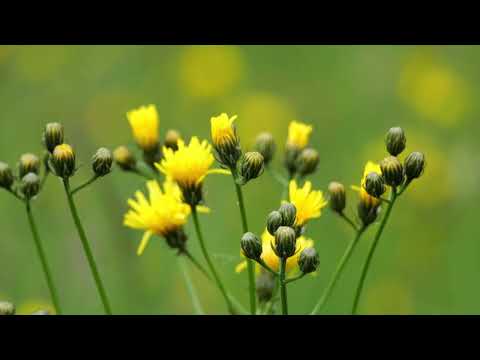 Wiesen-Pippau (Crepis biennis)