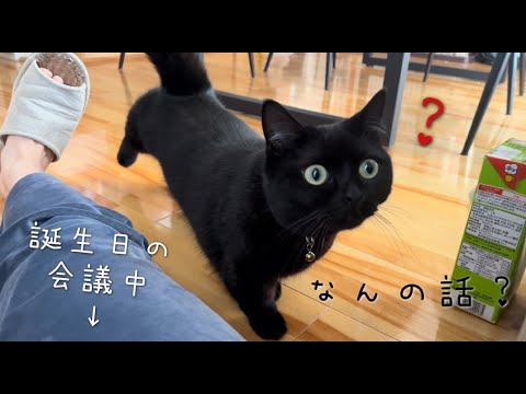 【誕生日】プレゼントについて話していたら周囲をうろうろする黒猫｜３歳になりました