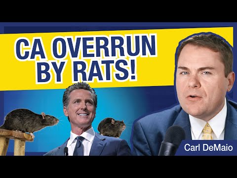 NEW CRISIS: CA Being Overrun by RATS!