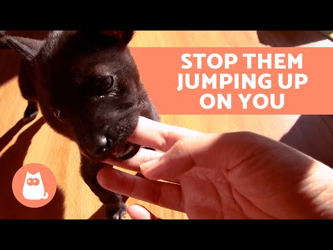 Why Does My DOG JUMP and BITE Me? 🐶🥲 (5 Causes and What to Do)