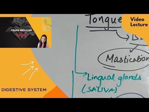 Digestive System Anatomy & Physiology | MBBS | Nursing | BAMS | Pharmacy