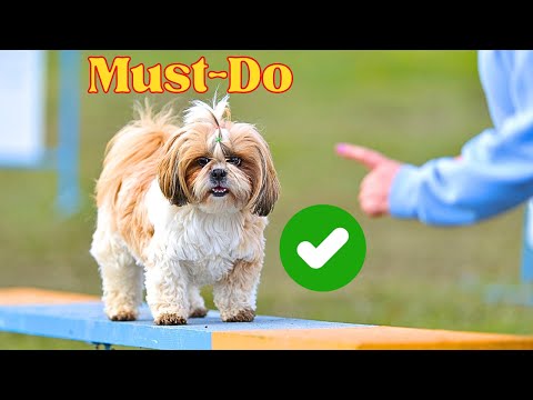 8 Things You Should Forever Do With A Shih Tzu Dog