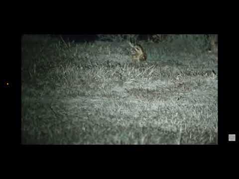 22lr vs Cane Toads in slow motion!