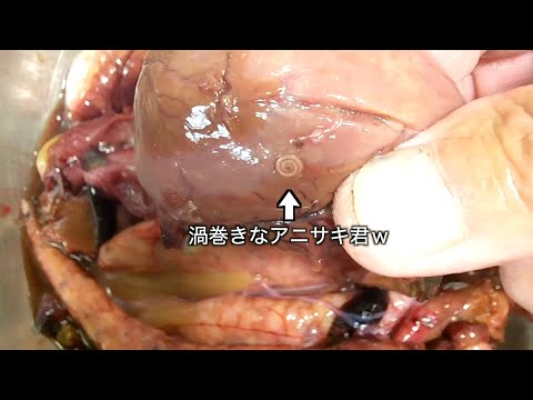 マルソウダが爆釣したので酒盗を作ってみた【仕込み編】