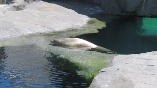 ビデオで見る札幌ウォーキングコース　円山公園と動物園　2020/6/21