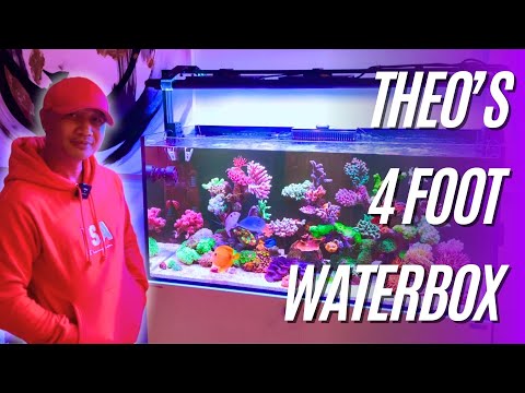 Theo's Impeccable 4 Foot Waterbox Mixed Reef