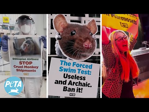 How PETA Helped Animals Used in Labs in 2024