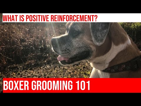 Grooming Boxers: Tips & Tricks for a Positive Experience