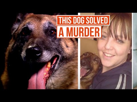 The Tracker Dog that Catches Killers | Send in the Dogs | True Crime Central