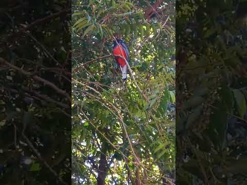 Surucuá do peito vermelho