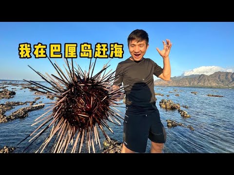 When the tide goes out and the sea is flooded, the sea urchins are flooded,