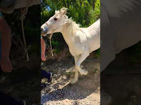 The white horse is being led for a walk #shorts #horse #horseriding  #horselovers #villagelife