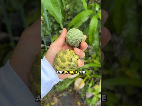 How to tell when to harvest a custard apple/sugar apple! #harvest #custardapple