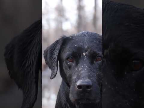 Do they miss it as much as we do?? #duckdog #retriever #duckhunting #waterfowl #huntfactory