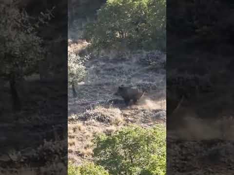 No Escape! - Kaçış Yok #hunting #wildboar