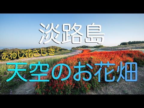 【兵庫県淡路島】天空のお花畑・あわじ花さじきで走り回り＆タカムラコーヒーで寝落ちしかける男 | Awaji Hana Sajiki&Takamura Coffee in Awaji Island.