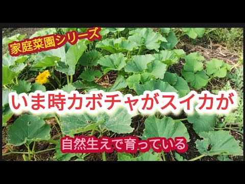 【いま時夏野菜が】廃棄した夏野菜が自然に生えて来た。収穫は出来るかな？【家庭菜園シリーズ】