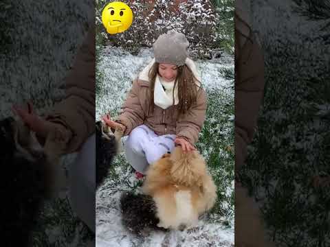 Dogs playing in snow / puppy dogs playing #shorts #dog #play