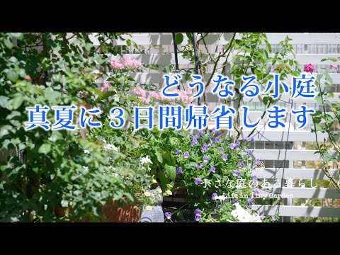 ガーデニング Vlog｜どうなる小庭、炎天下、真夏の帰省をします｜ 〜小さな庭のある暮らし 135〜Gardening ｜ Life in a tiny garden