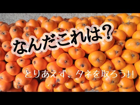 毒々しくあやしげな野菜のタネとり/実は食べれる？