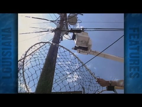 Cat Rescue behind Tony's seafood. (1998)