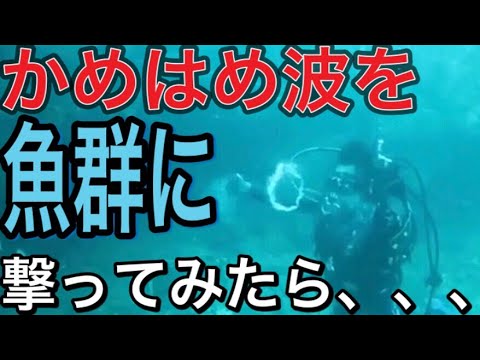 魚群にかめはめ波を撃ってみた