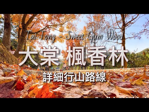 【Autumn in Hong Kong】Yuen Long Tai Tong Country Park -Sweet Gum Woods | Best Autumn Leave Spot in HK