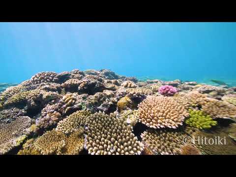 沖縄本島でシュノーケリング！見渡す限りのサンゴ！（2018年9月18日沖縄県恩納村アポガマ）