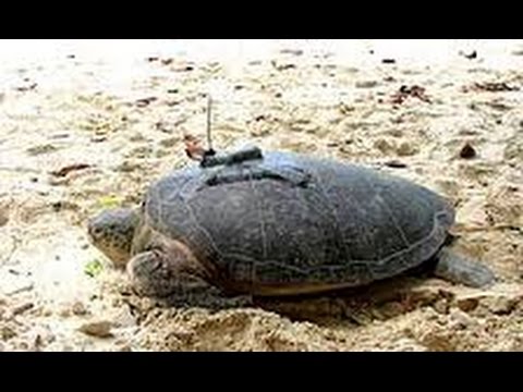 Sea Turtles Documentary HD - Life in a Shell