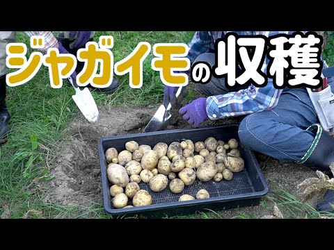 逆さ植えにしたジャガイモを収穫