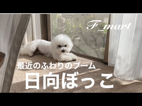 最近のふわりのブーム　日向ぼっこ　ｰビションフリーゼ犬ｰ