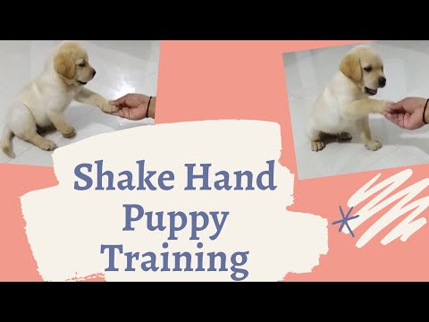 Shake hand puppy training | How to train dog | Chiku BhuBhu - The Labrador Retriever - #Shorts