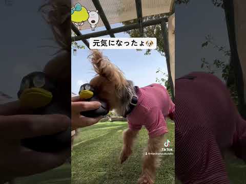 元気になったよ🐶💕