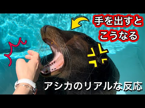 キレるアシカ？ 近づくと噛みつこうとする & 子どものリアクション Sea Lion