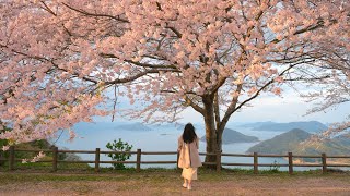 Vlog | Chasing Cherry Blossoms: Traveling to Kagawa and Onomichi in Japan! 4K HDR